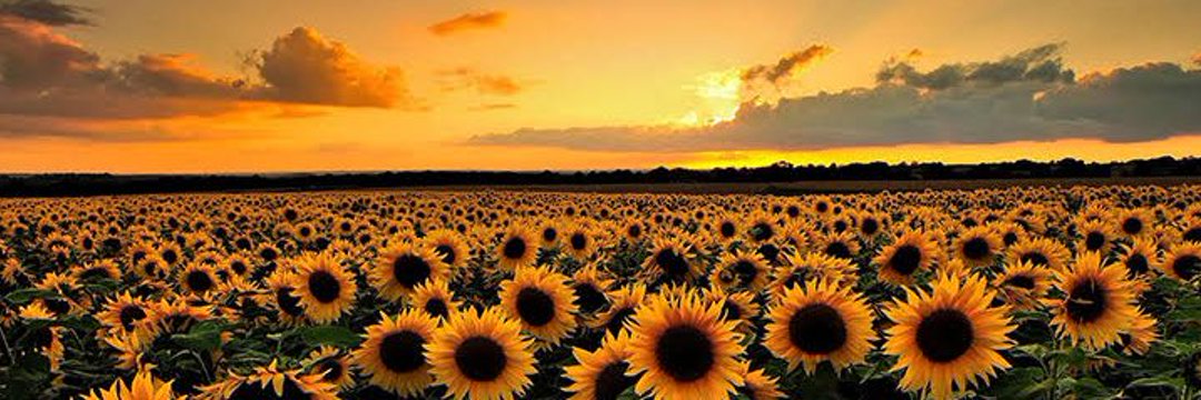 Isamar Dommit Mayores De +18 banner