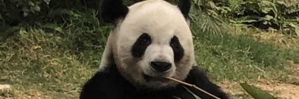 murdochsj Profile Banner