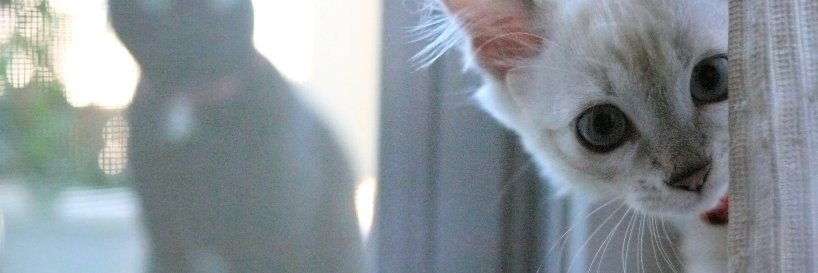 midlerlove's profile banner image