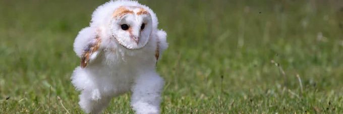 琥珀ｻﾝﾁｰﾑ banner