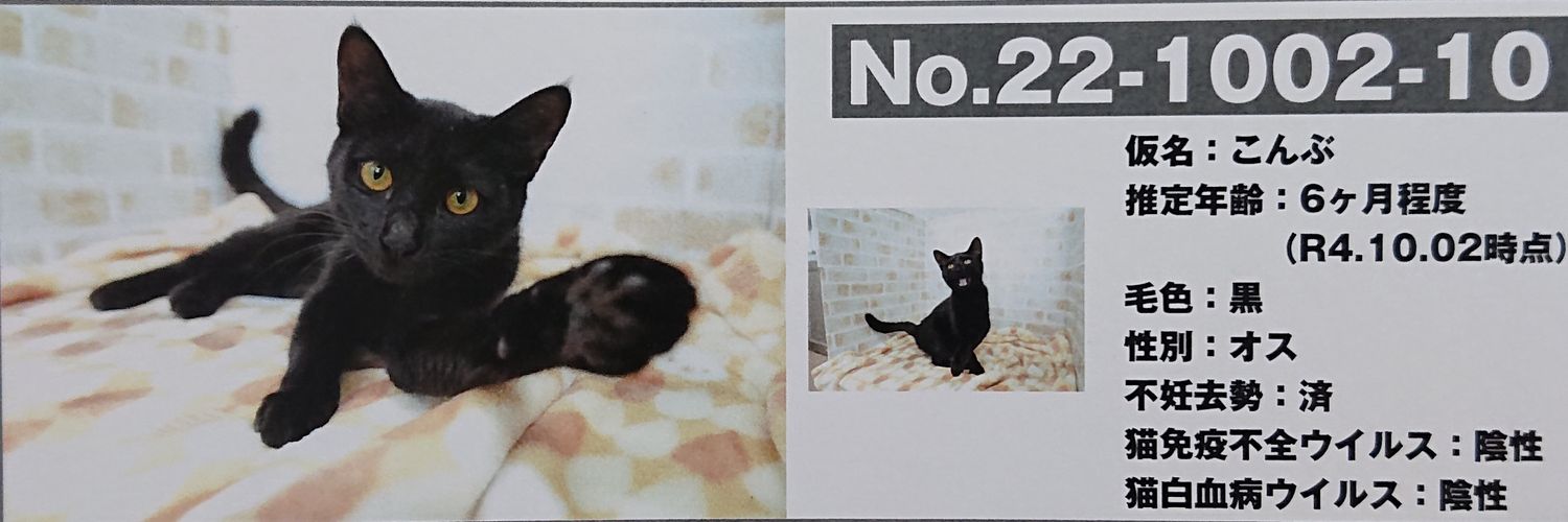 黒猫こんぶの飼い主's banner