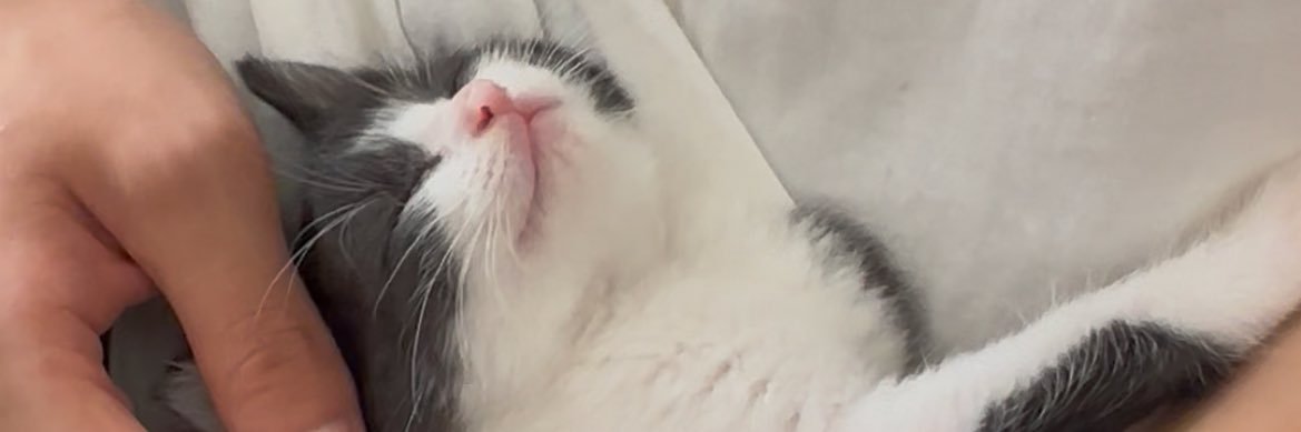 tiggerr banner
