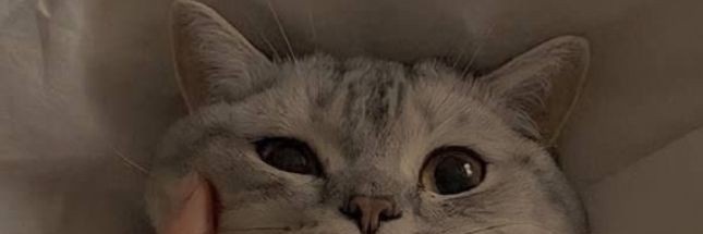 87_saghar's profile banner image