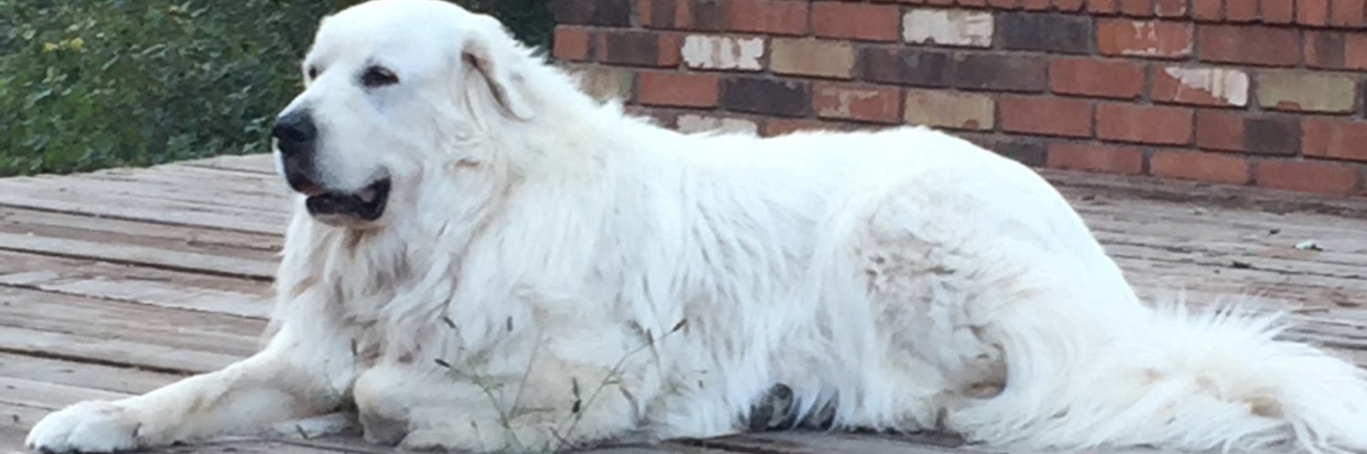 Owl Pellets 🇺🇸 banner