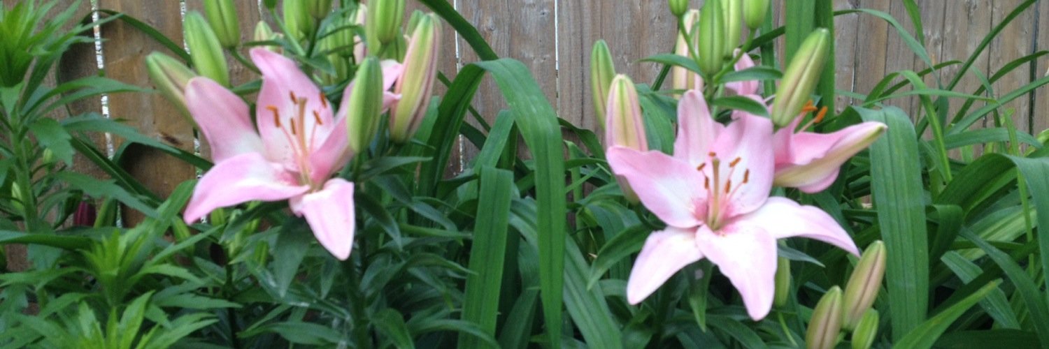 SheltonMP's profile banner image