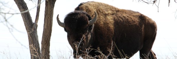 Lainlowe Profile Banner