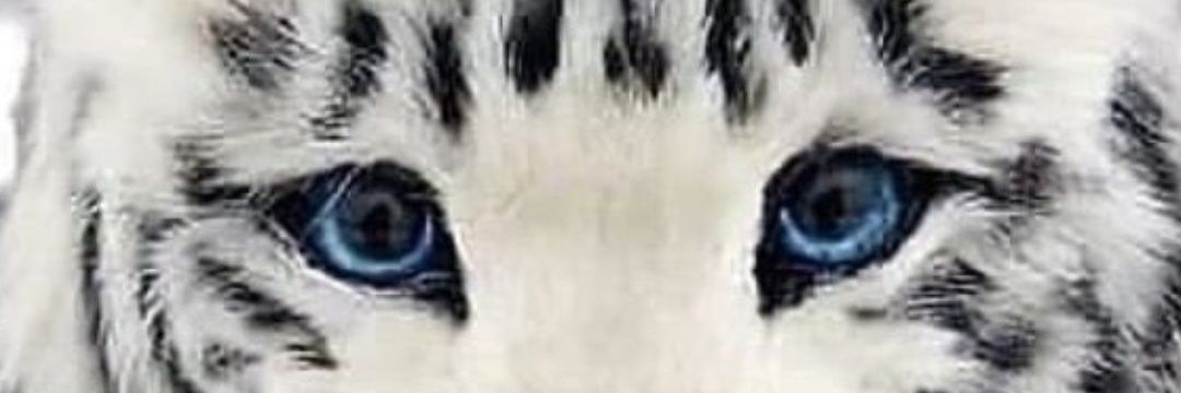 CMGil's profile banner image