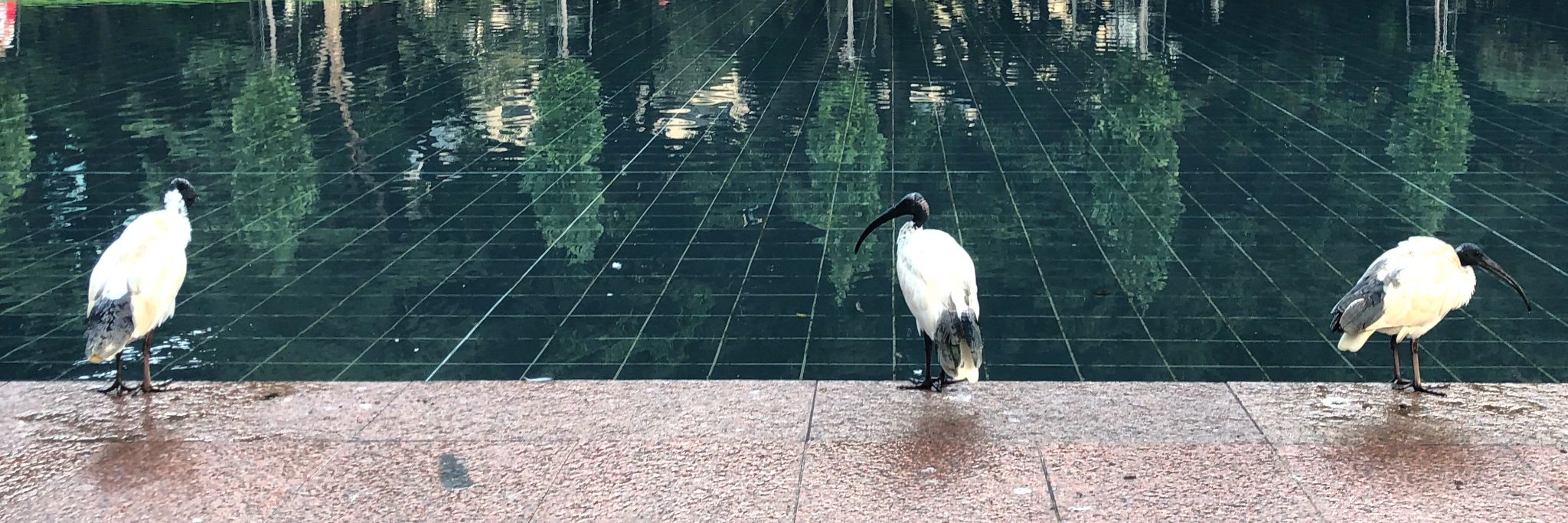 Angus Thompson banner