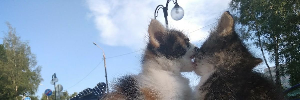 comunietzsche's profile banner image