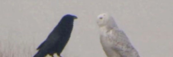 7_ghost1_ Profile Banner