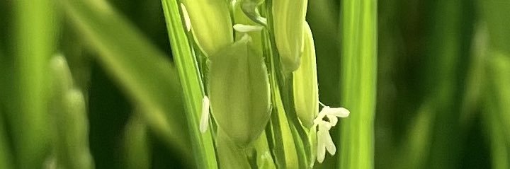 Rice Breeding Australia banner