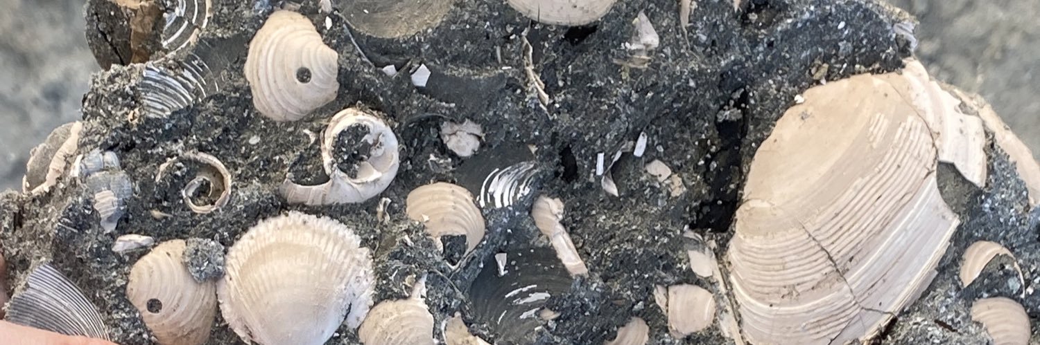 まゆみんラボ@化石ハンター banner