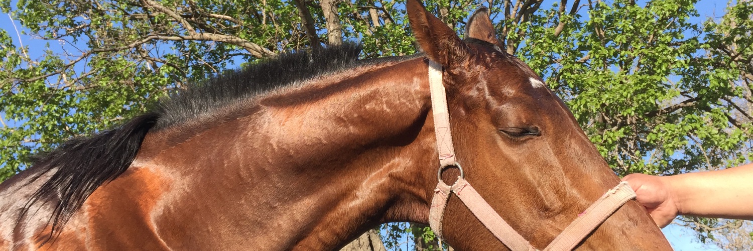 Chaconale312's profile banner image
