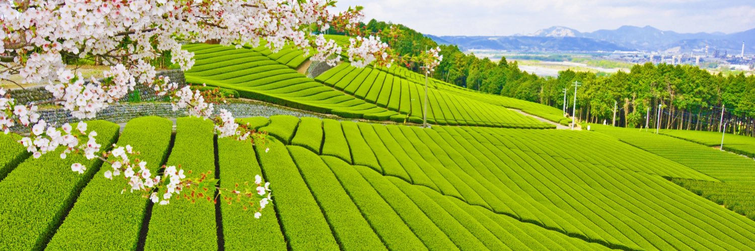 島田市【公式】 banner