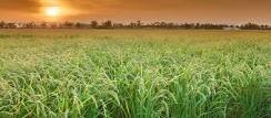 salvemlodelta's profile banner image