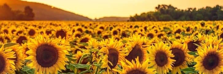Sunflowerkay3's profile banner image