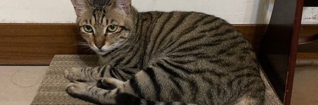 Tim Delhaes 🎧 banner