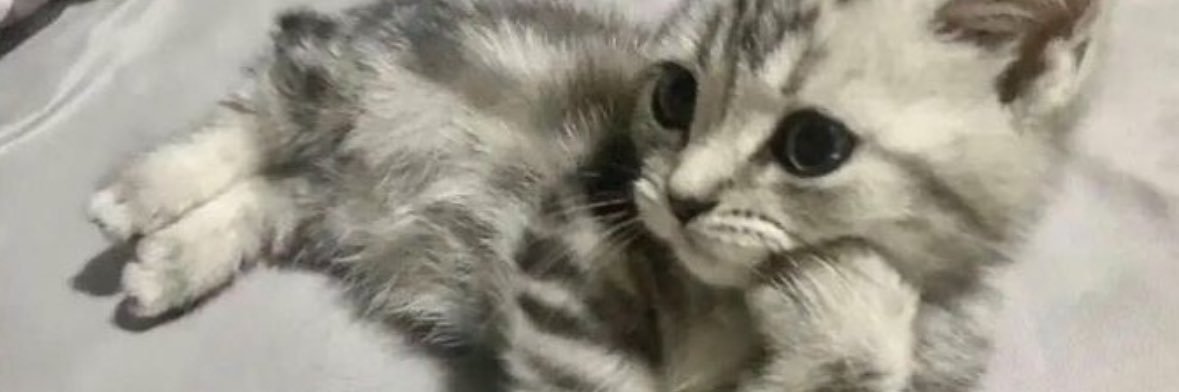 kitty banner