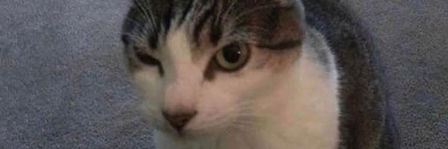 dissonantic's profile banner image
