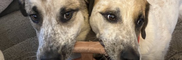 AndreDawsonHawk Profile Banner