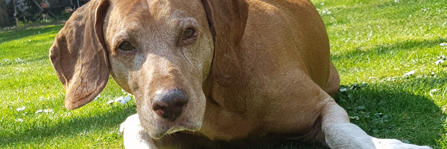 Cathi Schuster-Tichy banner