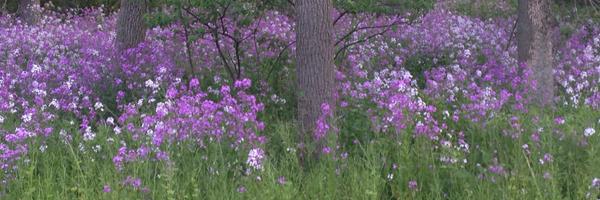 dmcwright Profile Banner