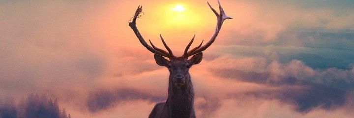 riminorman's profile banner image