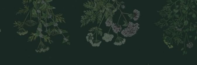 seaweedgirl banner