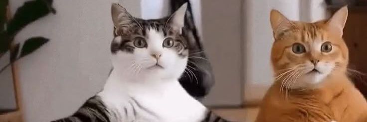 Your AI Cat 😺 banner