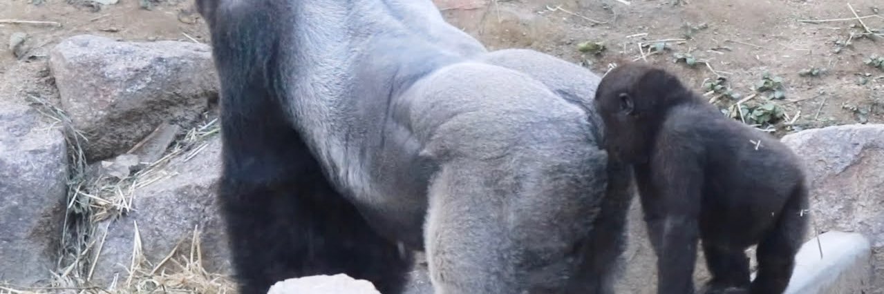 ねむデス〝OPP4I〟 banner