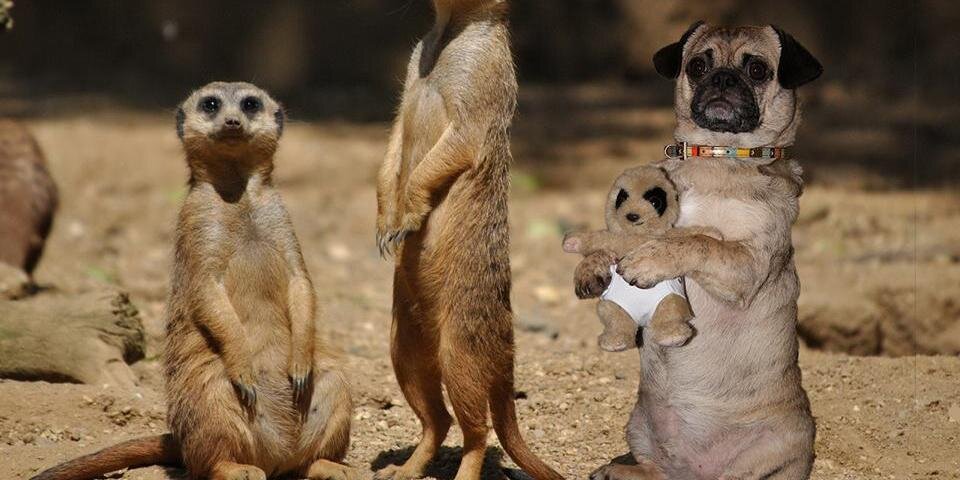 Mr_pee_pug's profile banner image