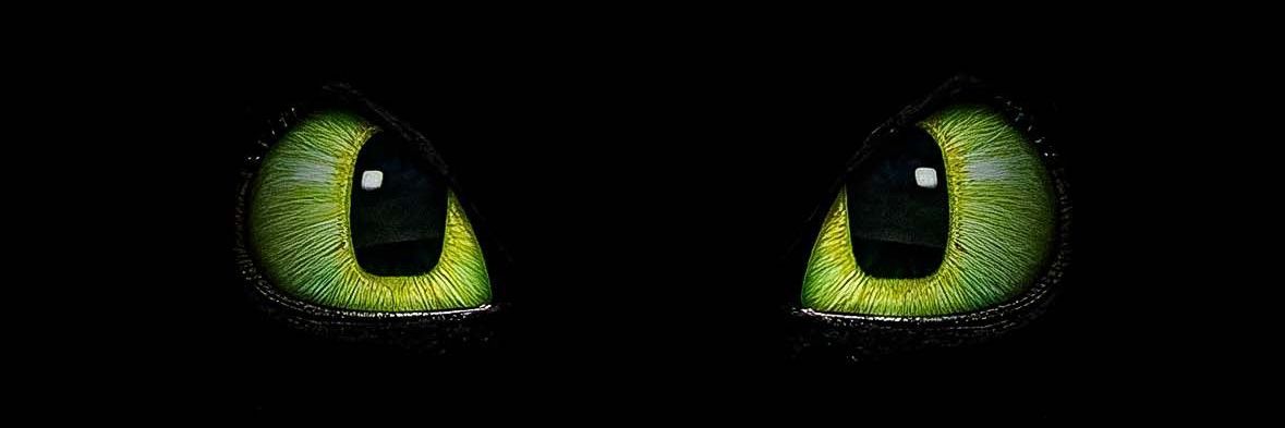 Baby_Toothless's profile banner image