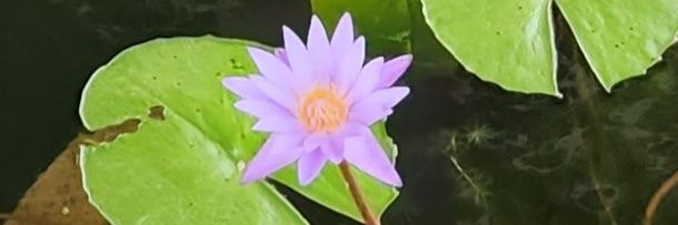 clarehenney's profile banner image