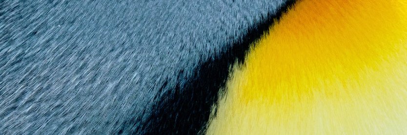 Twitter banner for @breach