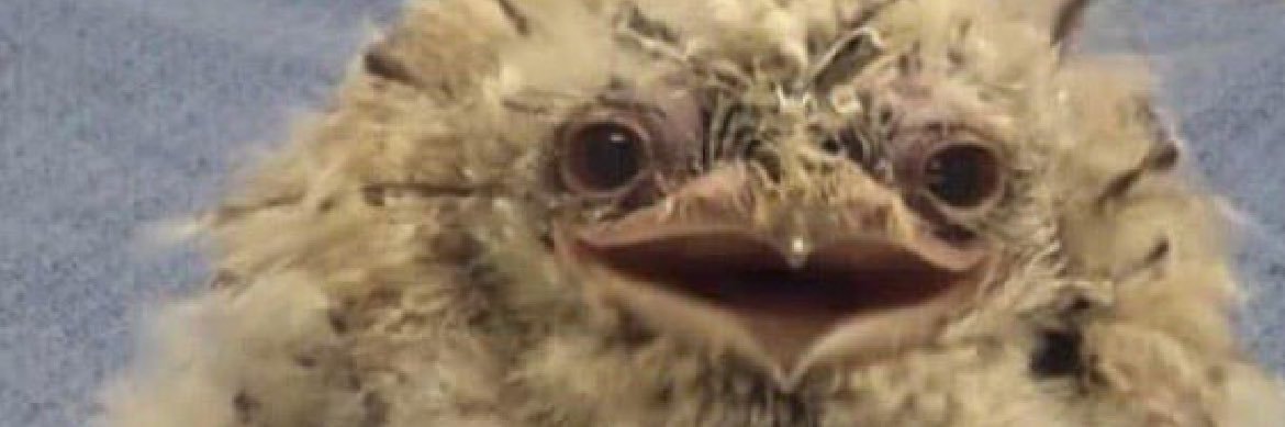 Mildly Standard Plague Doctor banner