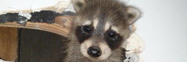 eeveeithink Profile Banner