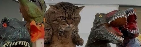 Cat.Zilla😼🦖🐧|HODL🪙's banner