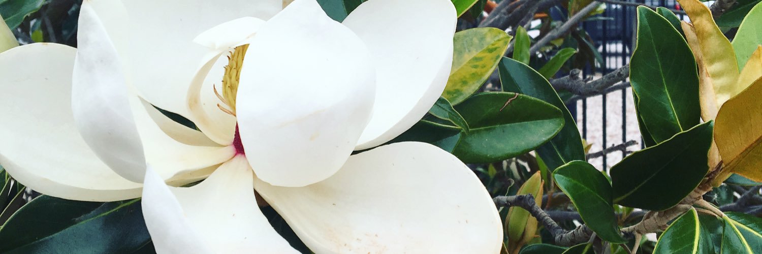 HollyCNorris's profile banner image