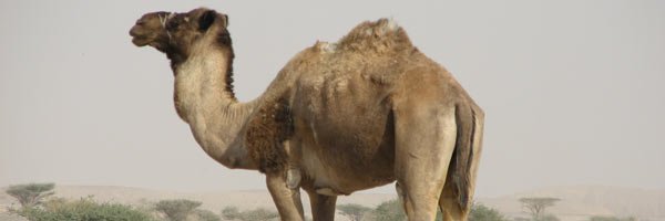 Gypsyjoo V 2.0 banner