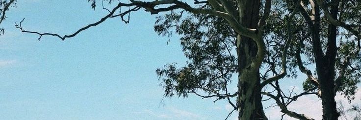 berry 🫐 || mention after dm banner