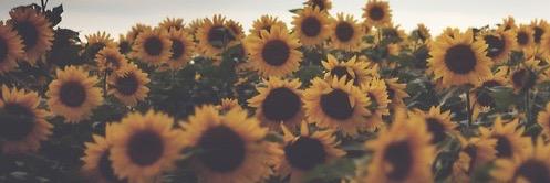 alyssa_cerone's profile banner image