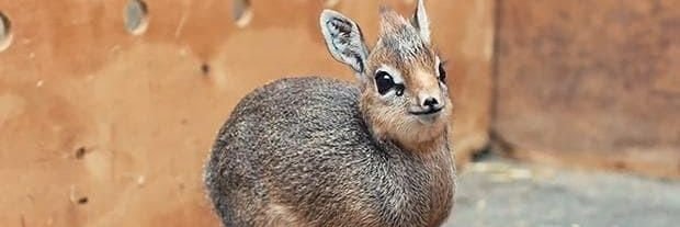 Jessica - Sociopolitical DikDik banner