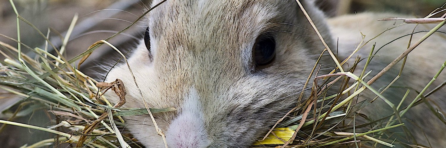 Rhydian Murphy banner