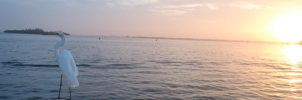 WIDTTF Profile Banner