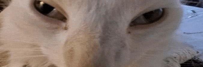 olive🫒 banner