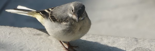 LucasTheBirder Profile Banner