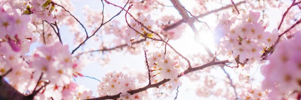tabi_kaku's profile banner image