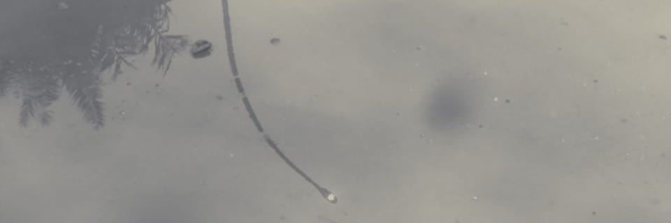 rvl8080's profile banner image