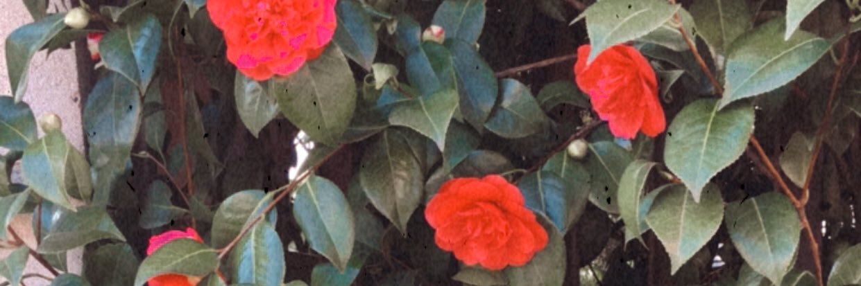 مريم banner