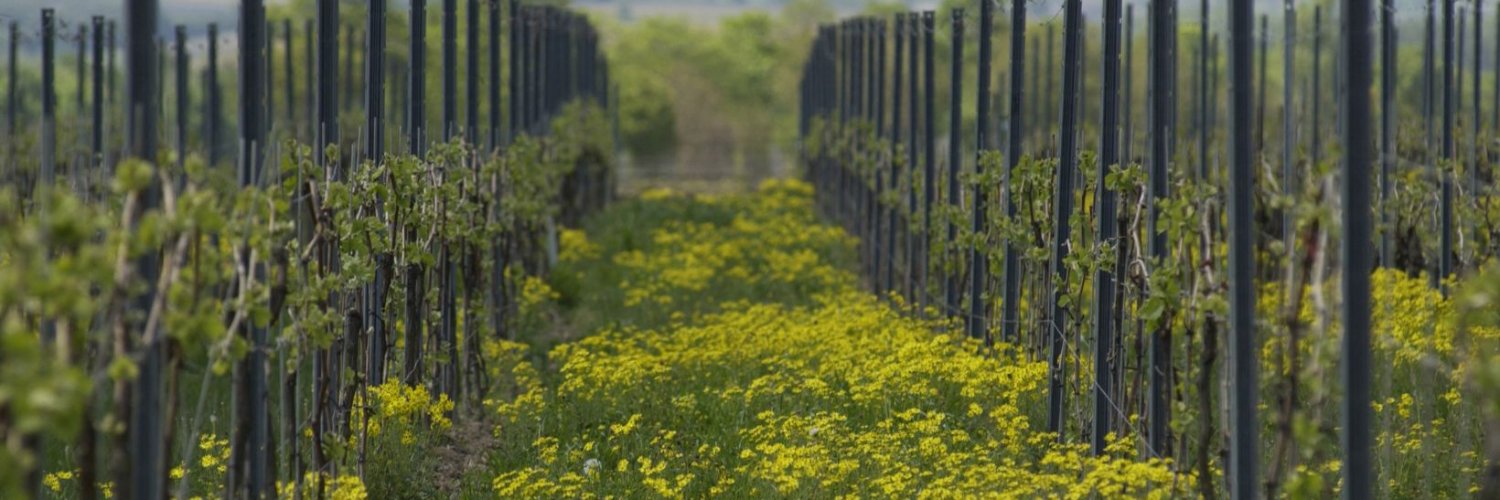 weininstitut's profile banner image